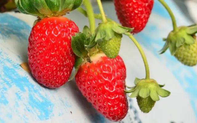 Morangos do Sítio 500g