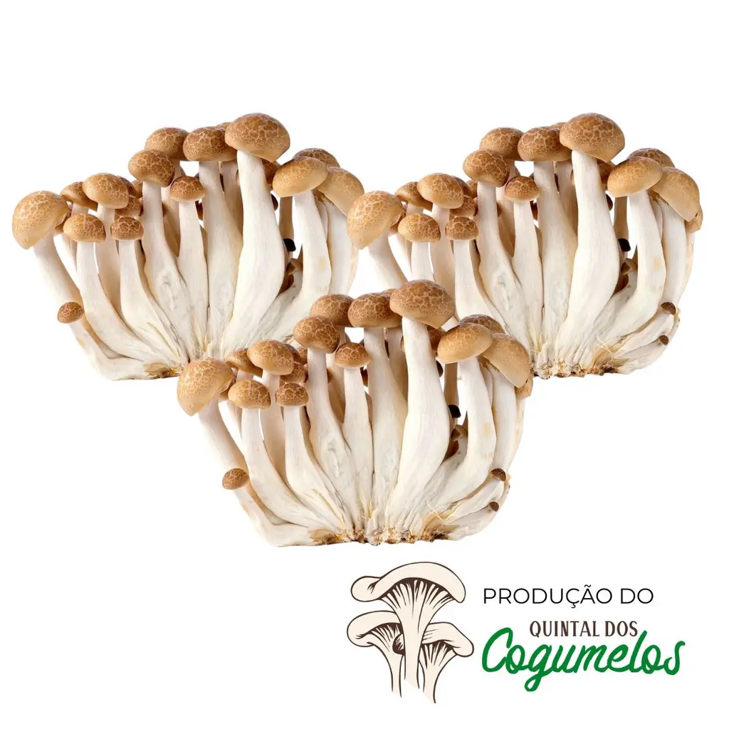 ✨ ESPECIAL ✨ Shimeji 3kg